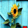 stephanienun567